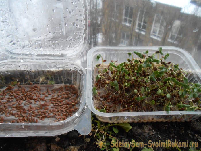 Микрозелень в домашних условиях