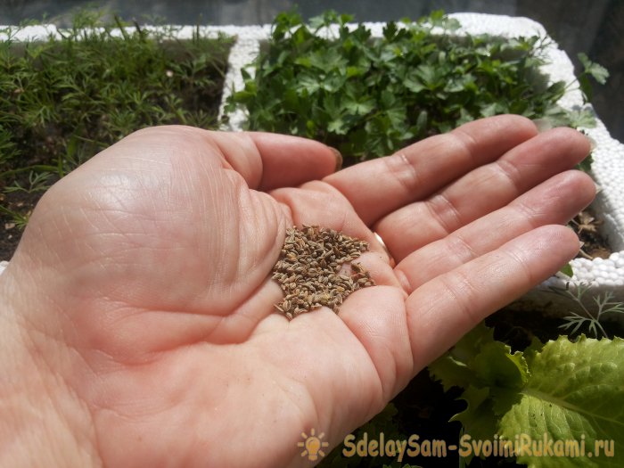 Микрозелень в домашних условиях