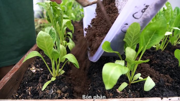 Как при помощи ПЭТ бутылок за полтора месяца вырастить запас шпината на весь год