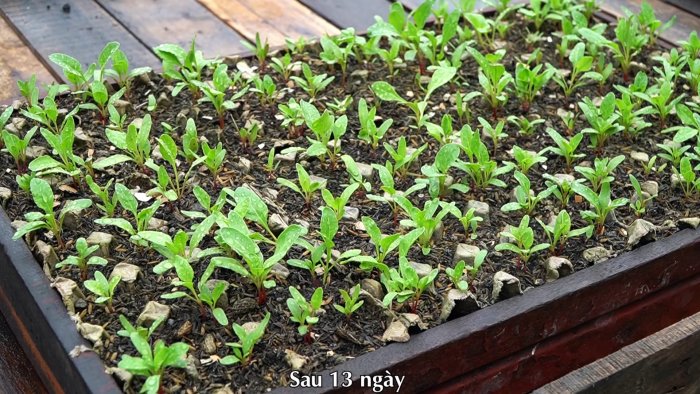 Как при помощи ПЭТ бутылок за полтора месяца вырастить запас шпината на весь год