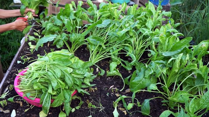 Как при помощи ПЭТ бутылок за полтора месяца вырастить запас шпината на весь год