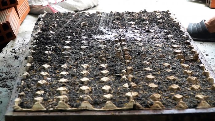 Как при помощи ПЭТ бутылок за полтора месяца вырастить запас шпината на весь год