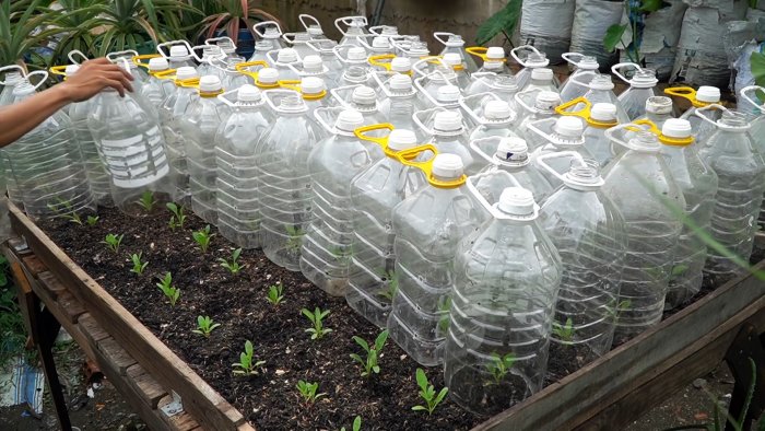 Как при помощи ПЭТ бутылок за полтора месяца вырастить запас шпината на весь год