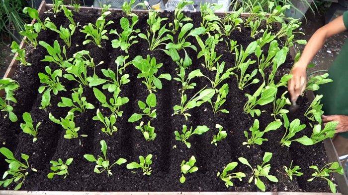 Как при помощи ПЭТ бутылок за полтора месяца вырастить запас шпината на весь год