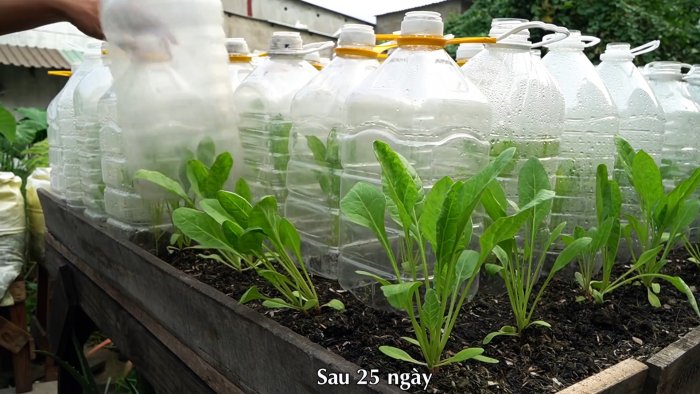 Как при помощи ПЭТ бутылок за полтора месяца вырастить запас шпината на весь год