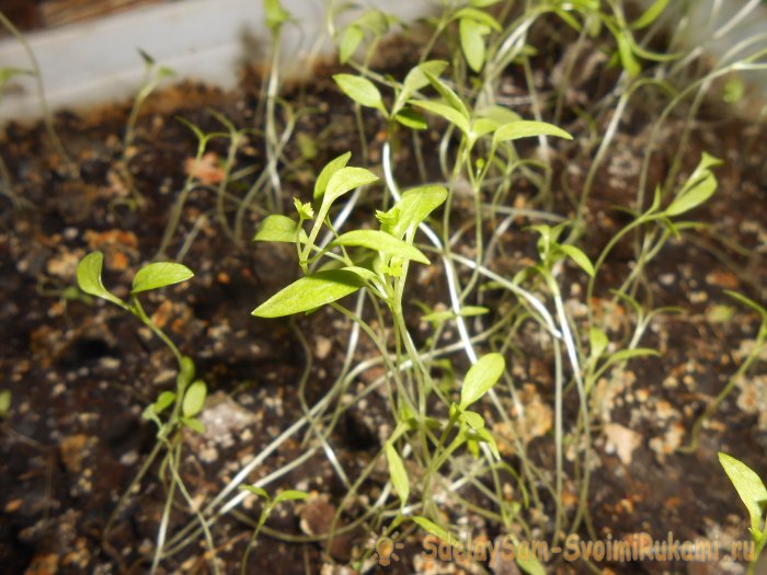 Как вырастить петрушку на подоконнике зимой и летом Пошаговая фото инструкция с секретами