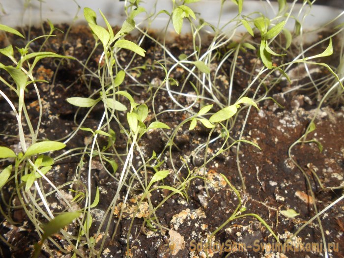 Как вырастить петрушку на подоконнике зимой и летом Пошаговая фото инструкция с секретами