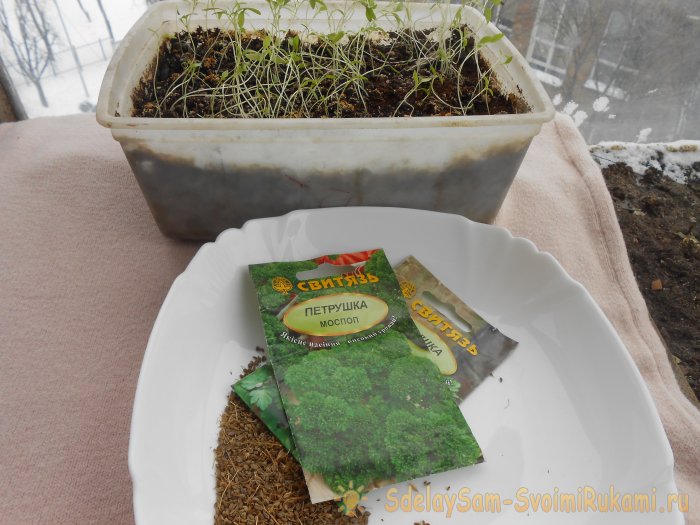 Как вырастить петрушку на подоконнике зимой и летом Пошаговая фото инструкция с секретами