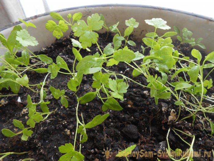Как вырастить петрушку на подоконнике зимой и летом Пошаговая фото инструкция с секретами