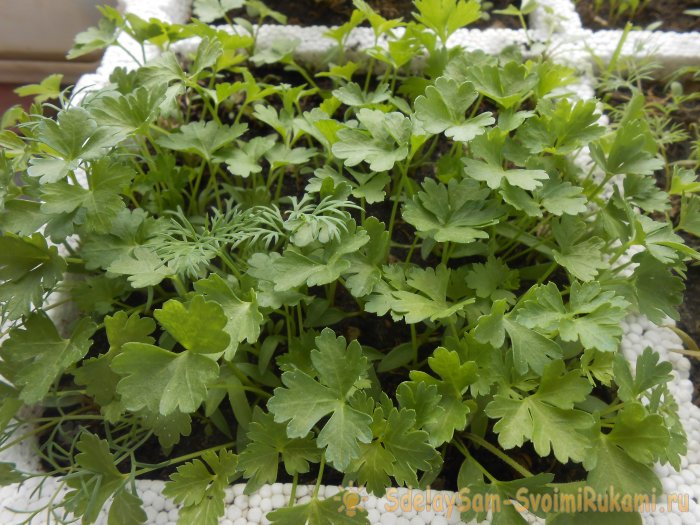 Как вырастить петрушку на подоконнике зимой и летом Пошаговая фото инструкция с секретами