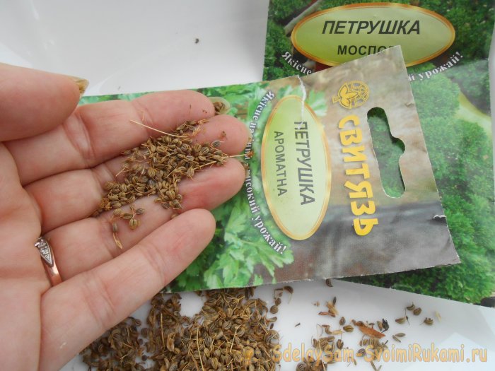 Как вырастить петрушку на подоконнике зимой и летом Пошаговая фото инструкция с секретами