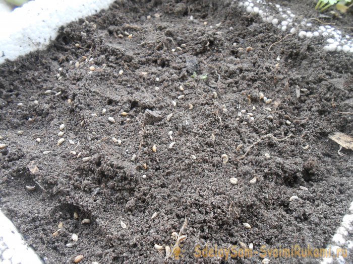 Как вырастить петрушку на подоконнике зимой и летом Пошаговая фото инструкция с секретами