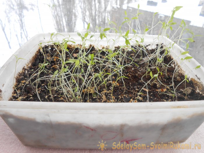 Как вырастить петрушку на подоконнике зимой и летом Пошаговая фото инструкция с секретами