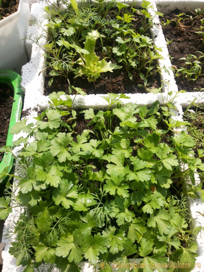 Как вырастить петрушку на подоконнике зимой и летом Пошаговая фото инструкция с секретами