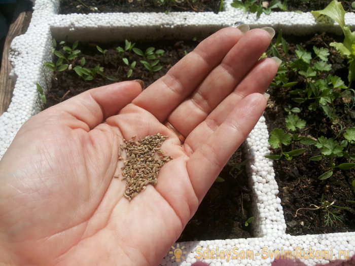 Как вырастить петрушку на подоконнике зимой и летом Пошаговая фото инструкция с секретами