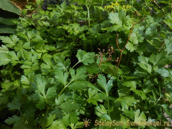 Как вырастить петрушку на подоконнике зимой и летом Пошаговая фото инструкция с секретами