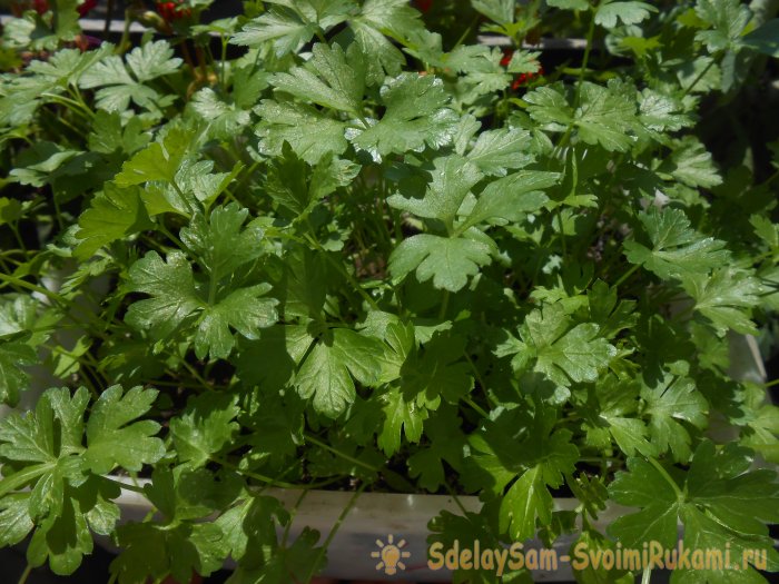 Как вырастить петрушку на подоконнике зимой и летом Пошаговая фото инструкция с секретами