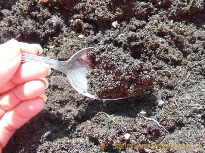 Как вырастить петрушку на подоконнике зимой и летом Пошаговая фото инструкция с секретами