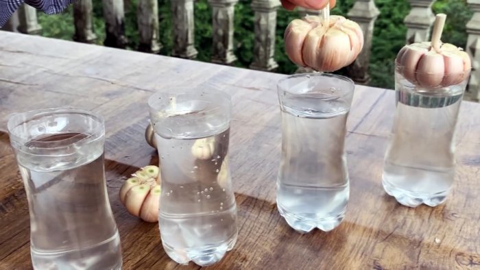 Как быстро и легко укоренить чеснок при помощи ПЭТ бутылки