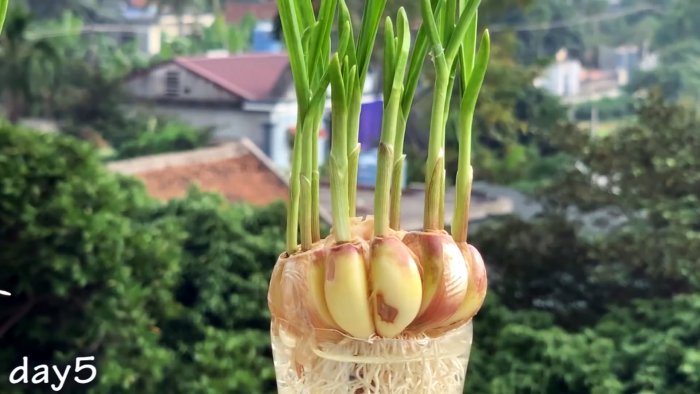 Как быстро и легко укоренить чеснок при помощи ПЭТ бутылки