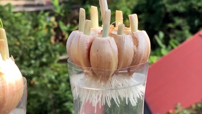 Как быстро и легко укоренить чеснок при помощи ПЭТ бутылки