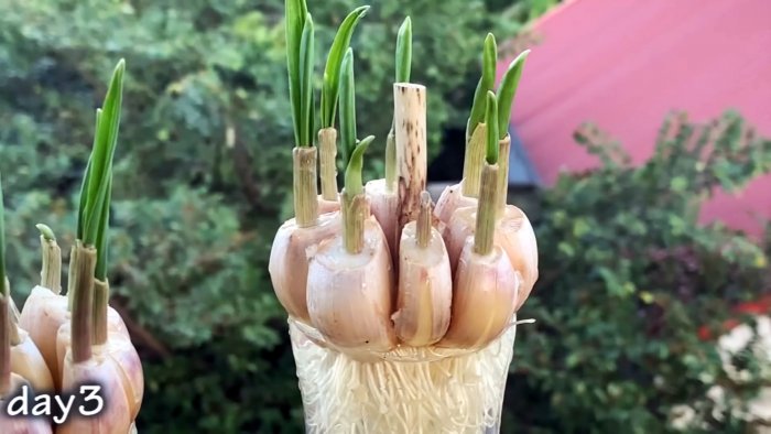 Как быстро и легко укоренить чеснок при помощи ПЭТ бутылки