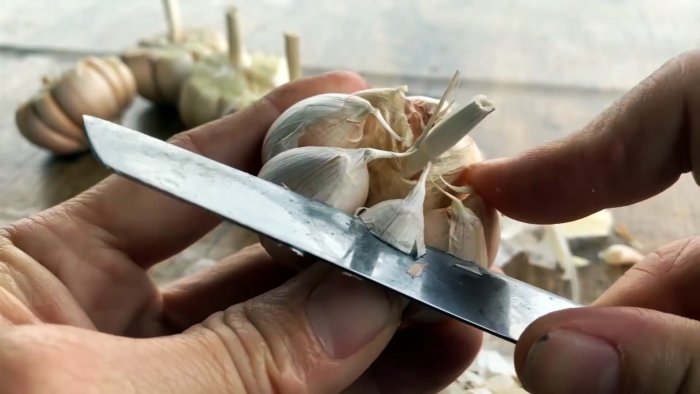 Как быстро и легко укоренить чеснок при помощи ПЭТ бутылки