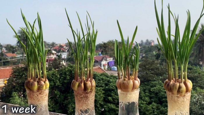 Как быстро и легко укоренить чеснок при помощи ПЭТ бутылки
