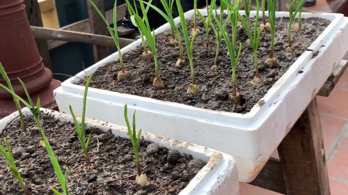 Как быстро и легко укоренить чеснок при помощи ПЭТ бутылки