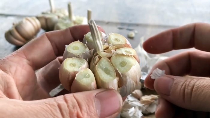 Как быстро и легко укоренить чеснок при помощи ПЭТ бутылки