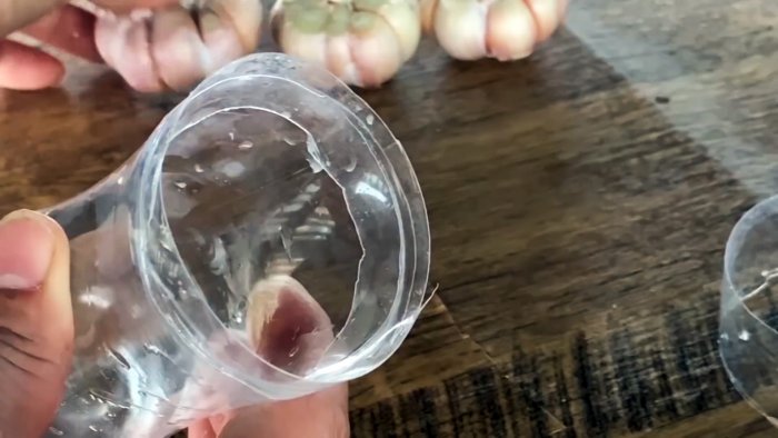 Как быстро и легко укоренить чеснок при помощи ПЭТ бутылки