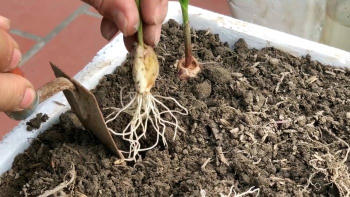 Как быстро и легко укоренить чеснок при помощи ПЭТ бутылки