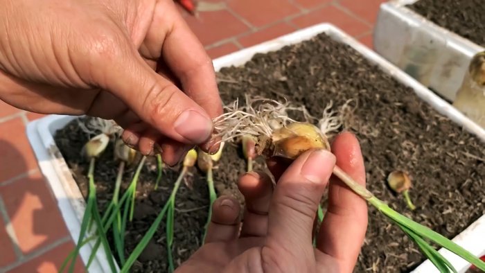 Как быстро и легко укоренить чеснок при помощи ПЭТ бутылки