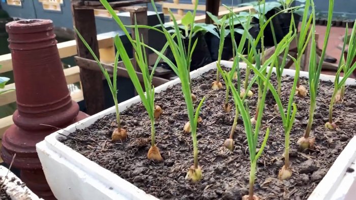 Как быстро и легко укоренить чеснок при помощи ПЭТ бутылки