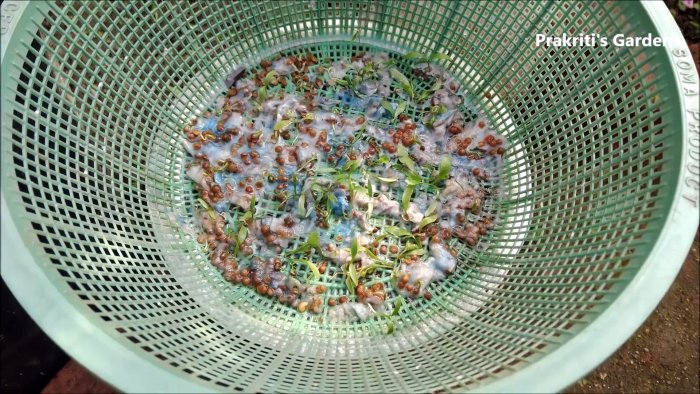 Простой способ выращивания кориандра в гидропонике у вас на подоконнике