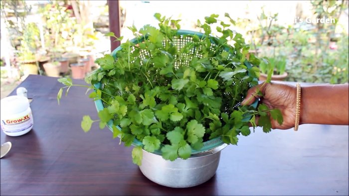 Простой способ выращивания кориандра в гидропонике у вас на подоконнике