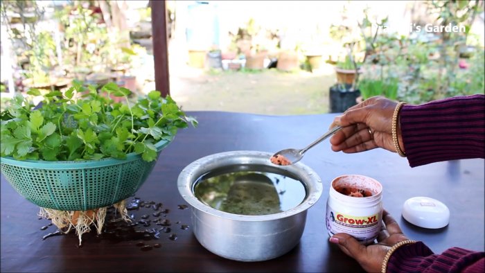 Простой способ выращивания кориандра в гидропонике у вас на подоконнике