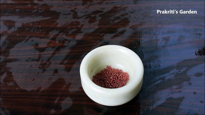 Простой способ выращивания кориандра в гидропонике у вас на подоконнике