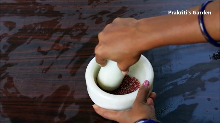 Простой способ выращивания кориандра в гидропонике у вас на подоконнике