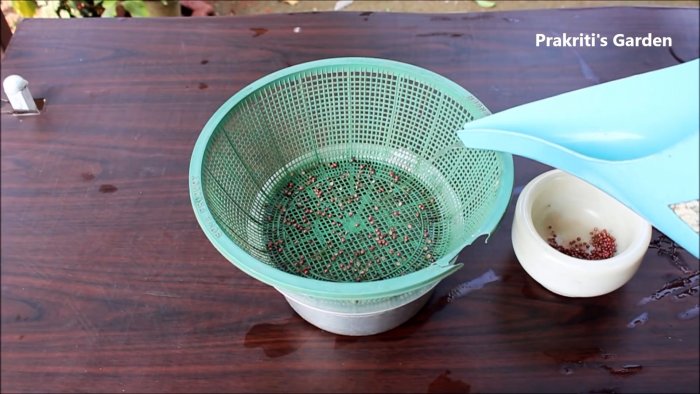 Простой способ выращивания кориандра в гидропонике у вас на подоконнике