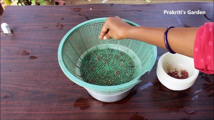 Простой способ выращивания кориандра в гидропонике у вас на подоконнике