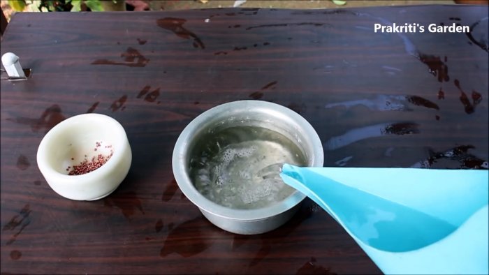 Простой способ выращивания кориандра в гидропонике у вас на подоконнике