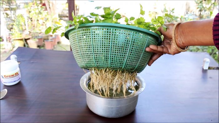 Простой способ выращивания кориандра в гидропонике у вас на подоконнике