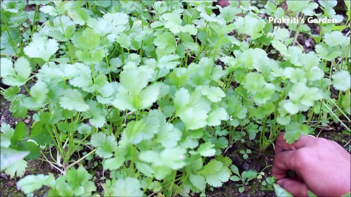 Простой способ выращивания кориандра в гидропонике у вас на подоконнике