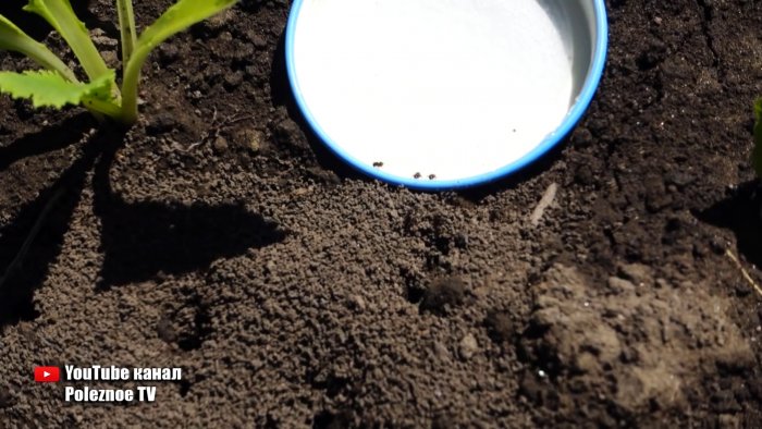 Простое и эффективное средство поможет избавиться от надоедливых муравьев