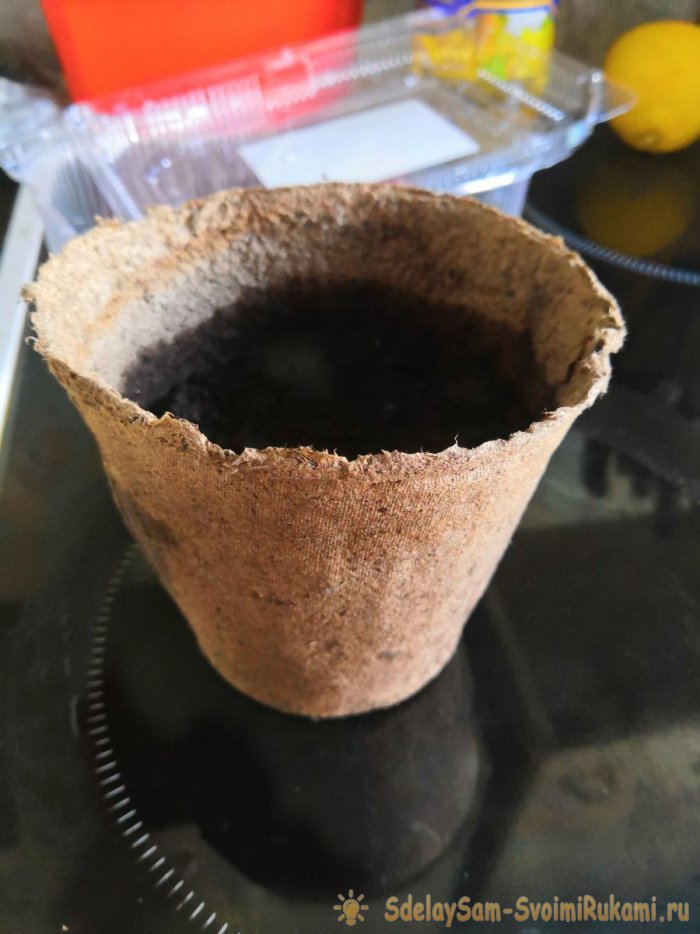 Все тонкости и секреты правильной посадки помидор на рассаду