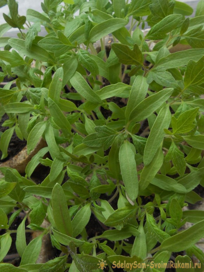 Все тонкости и секреты правильной посадки помидор на рассаду