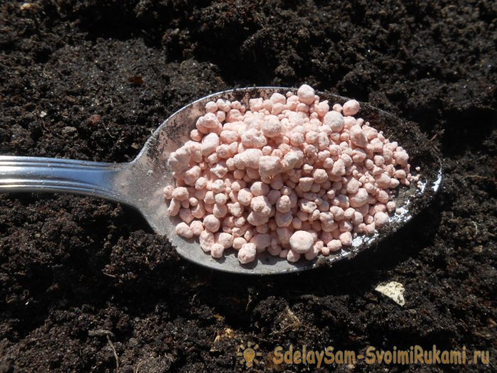 Все тонкости и секреты правильной посадки помидор на рассаду