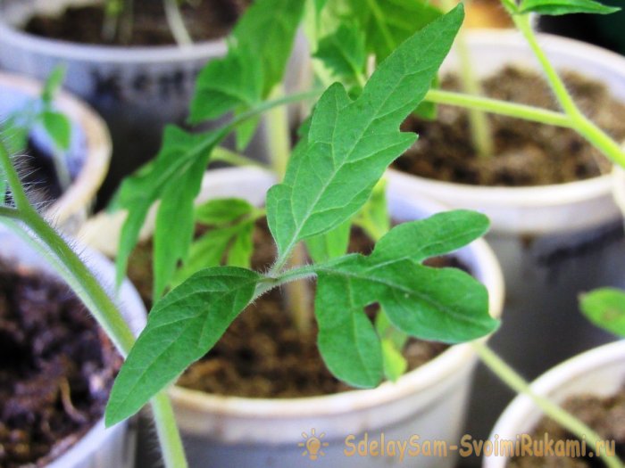 Все тонкости и секреты правильной посадки помидор на рассаду