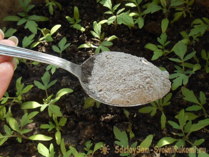 Все тонкости и секреты правильной посадки помидор на рассаду